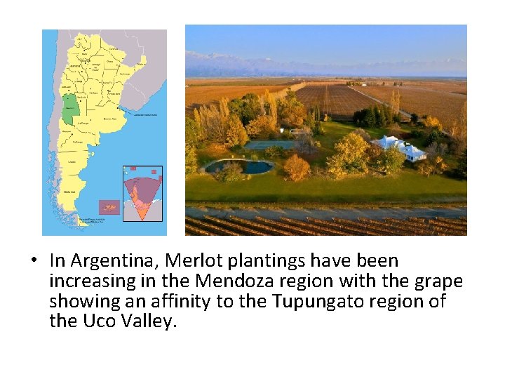  • In Argentina, Merlot plantings have been increasing in the Mendoza region with