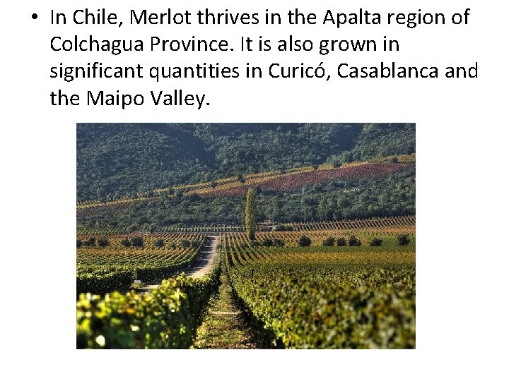  • In Chile, Merlot thrives in the Apalta region of Colchagua Province. It