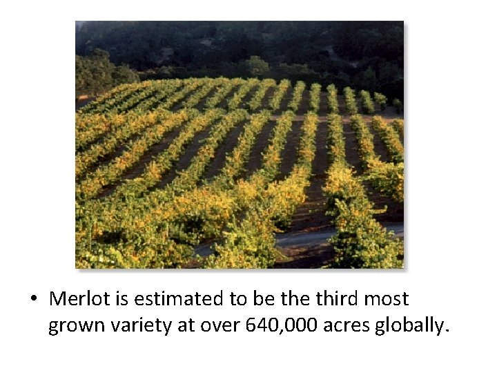  • Merlot is estimated to be third most grown variety at over 640,