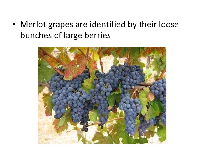  • Merlot grapes are identified by their loose bunches of large berries 