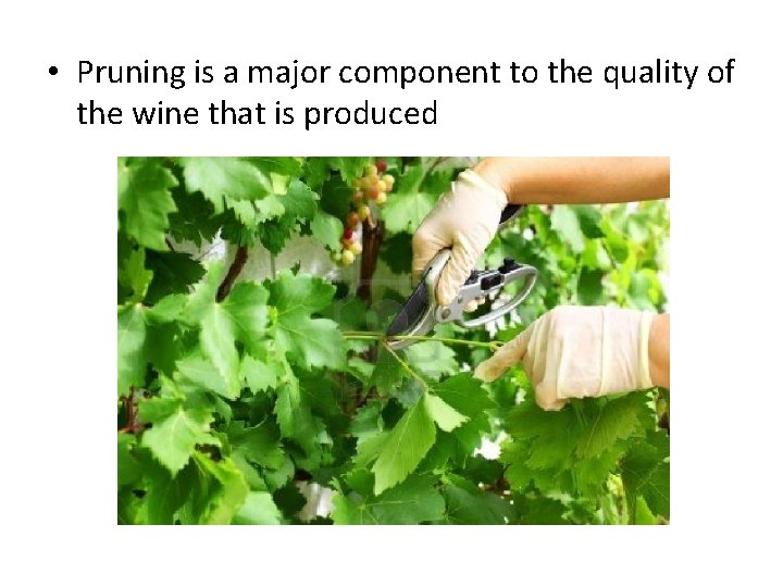  • Pruning is a major component to the quality of the wine that