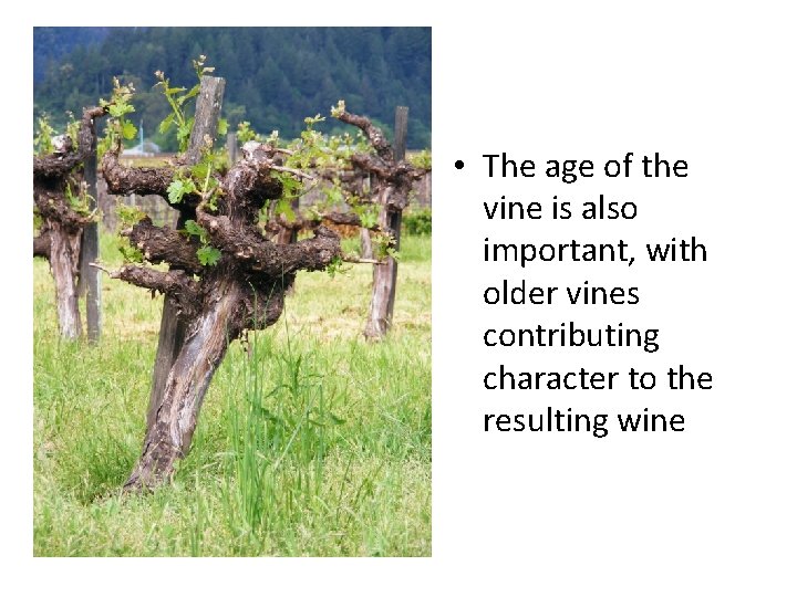  • The age of the vine is also important, with older vines contributing