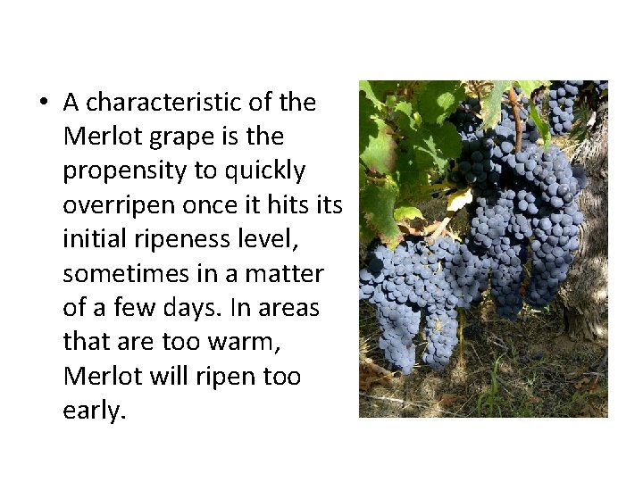  • A characteristic of the Merlot grape is the propensity to quickly overripen