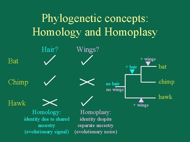 Phylogenetic concepts: Homology and Homoplasy Hair? Wings? + wings Bat + hair Chimp bat