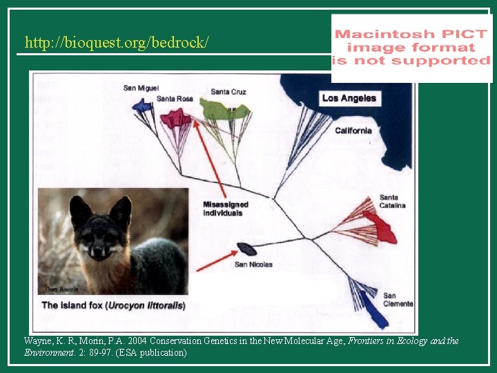 http: //bioquest. org/bedrock/ Wayne, K. R, Morin, P. A. 2004 Conservation Genetics in the