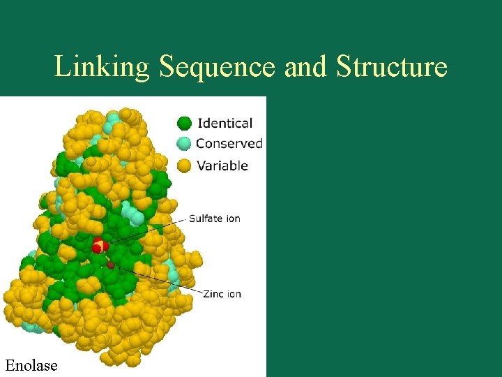 Linking Sequence and Structure Enolase 