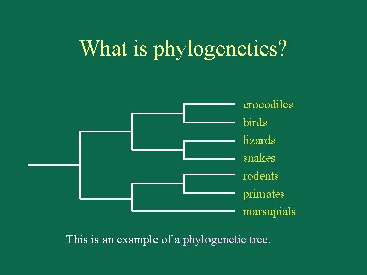 What is phylogenetics? crocodiles birds lizards snakes rodents primates marsupials This is an example