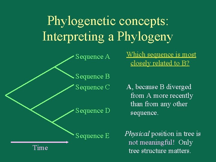 Phylogenetic concepts: Interpreting a Phylogeny Sequence A Sequence B Sequence C Sequence D Sequence