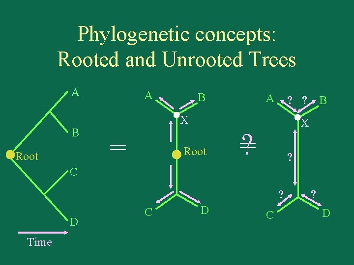 Phylogenetic concepts: Rooted and Unrooted Trees A B Root A B A ? ?