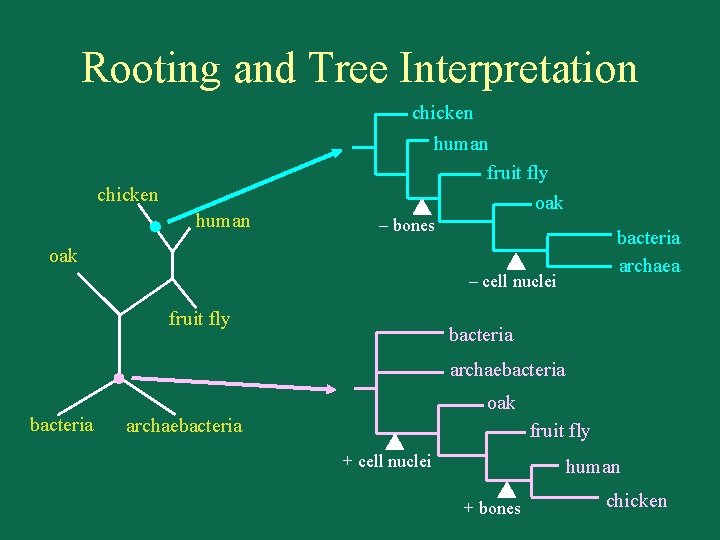 Rooting and Tree Interpretation chicken human fruit fly oak chicken human – bones bacteria