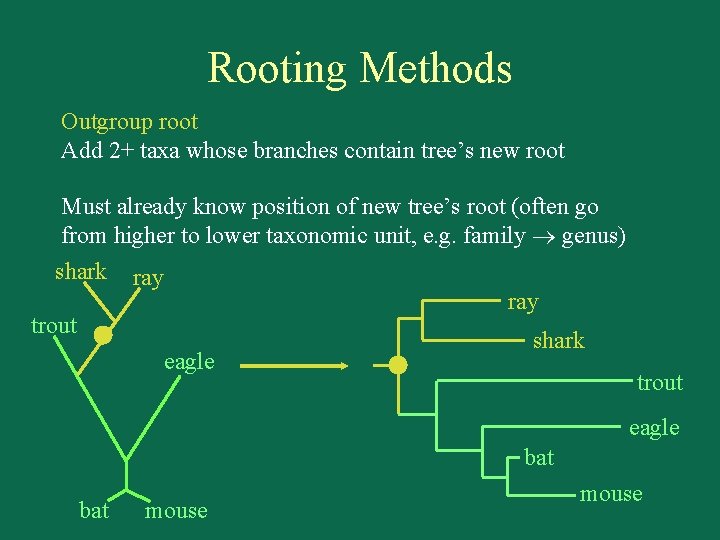 Rooting Methods Outgroup root Add 2+ taxa whose branches contain tree’s new root Must