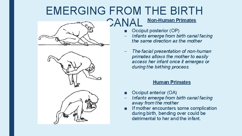 EMERGING FROM THE BIRTH Non-Human Primates CANAL ■ Occiput posterior (OP) – Infants emerge