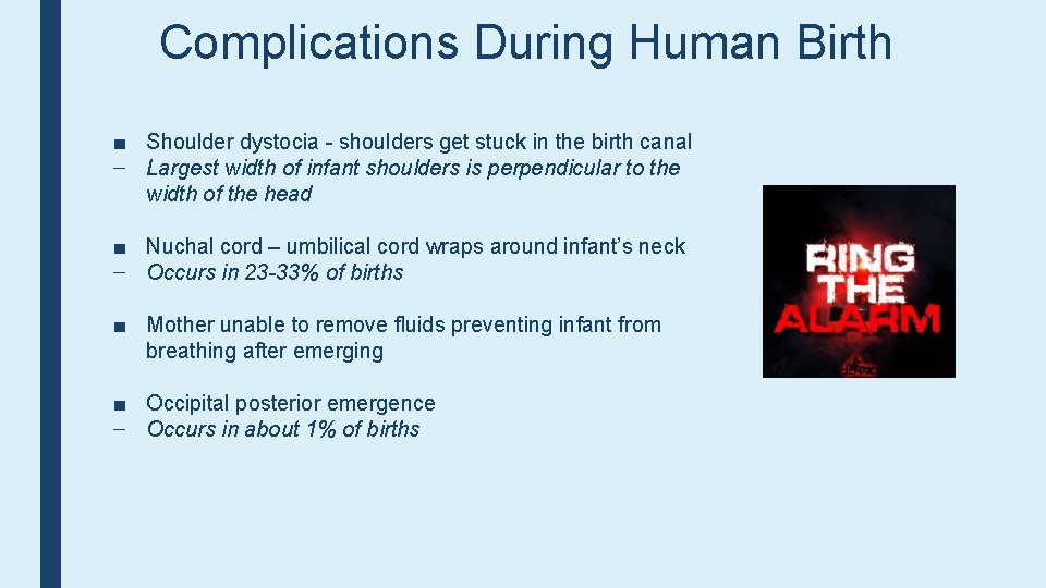 Complications During Human Birth ■ Shoulder dystocia - shoulders get stuck in the birth