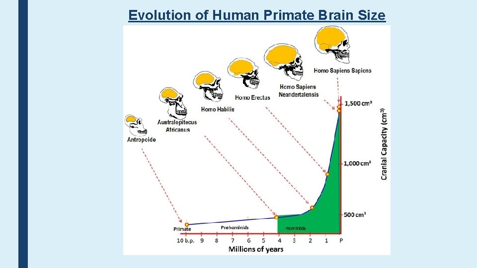 Evolution of Human Primate Brain Size 