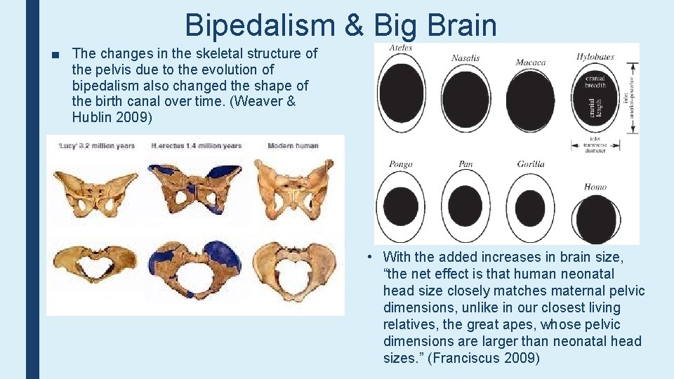 Bipedalism & Big Brain ■ The changes in the skeletal structure of the pelvis