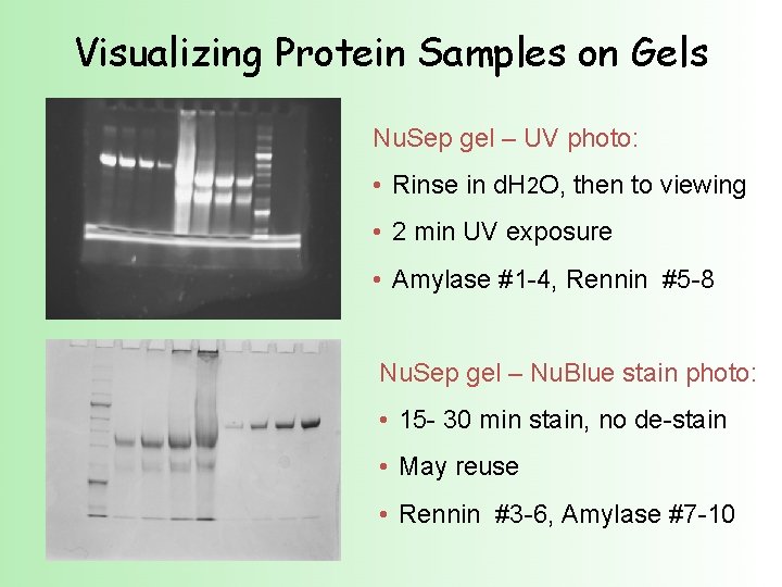 Visualizing Protein Samples on Gels Nu. Sep gel – UV photo: • Rinse in