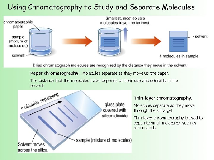 Using Chromatography to Study and Separate Molecules Paper chromatography. Molecules separate as they move