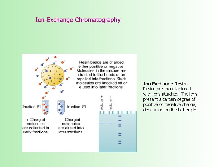 Ion-Exchange Chromatography Ion Exchange Resins are manufactured with ions attached. The ions present a