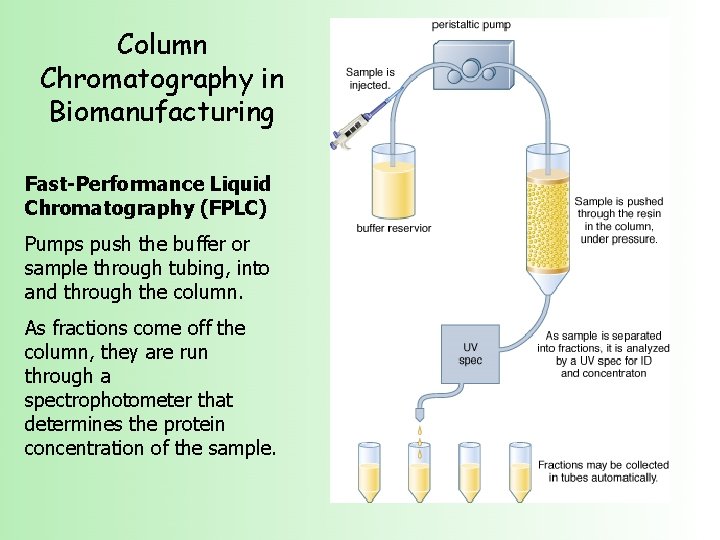 Column Chromatography in Biomanufacturing Fast-Performance Liquid Chromatography (FPLC) Pumps push the buffer or sample