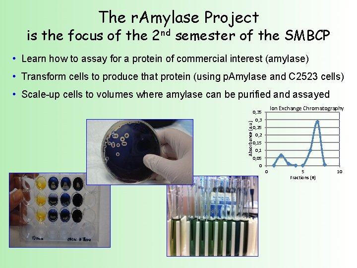 The r. Amylase Project is the focus of the 2 nd semester of the