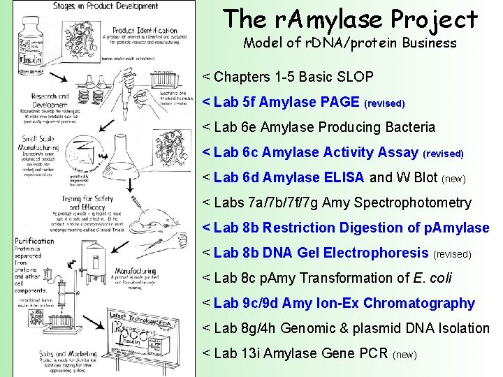 The r. Amylase Project Model of r. DNA/protein Business < Chapters 1 -5 Basic