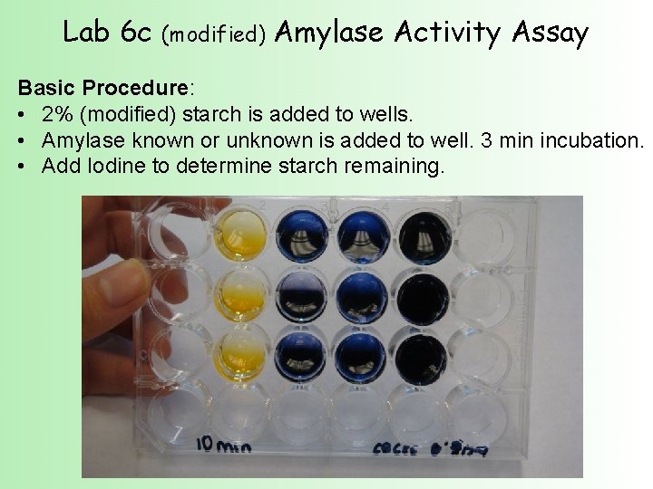 Lab 6 c (modified) Amylase Activity Assay Basic Procedure: • 2% (modified) starch is