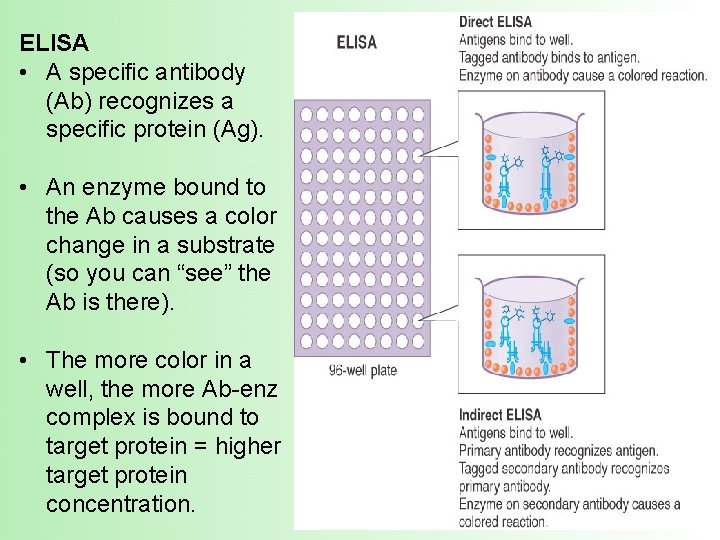 ELISA • A specific antibody (Ab) recognizes a specific protein (Ag). • An enzyme