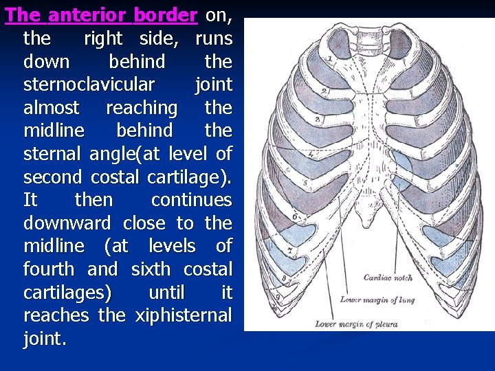 The anterior border on, the right side, runs down behind the sternoclavicular joint almost