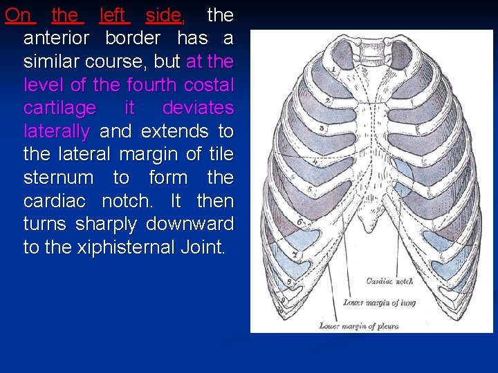 On the left side, the anterior border has a similar course, but at the