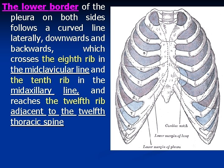 The lower border of the pleura on both sides follows a curved line laterally,