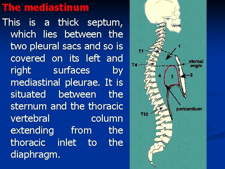 The mediastinum This is a thick septum, which lies between the two pleural sacs