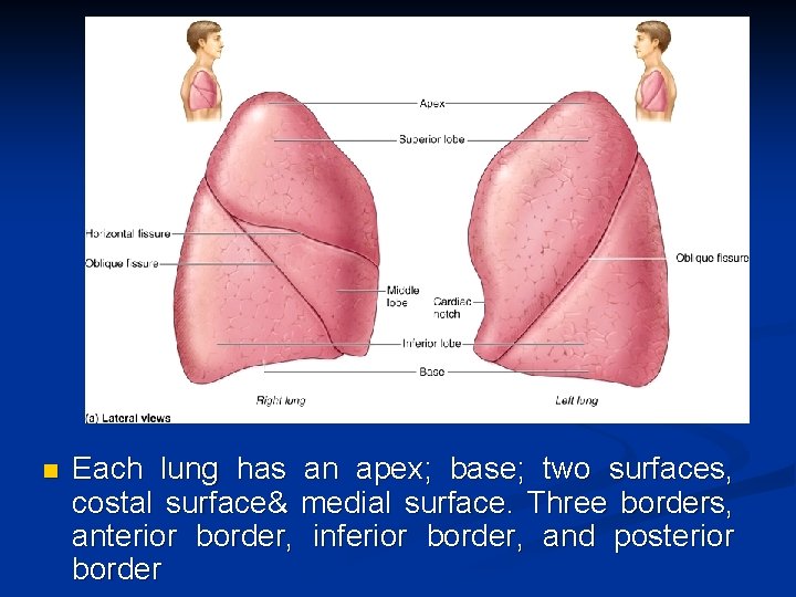 n Each lung has an apex; base; two surfaces, costal surface& medial surface. Three