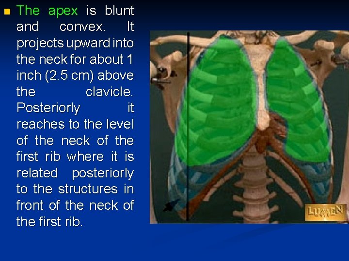 n The apex is blunt and convex. It projects upward into the neck for