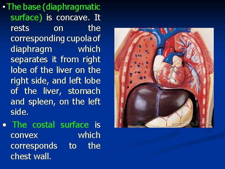  • The base (diaphragmatic surface) is concave. It rests on the corresponding cupola