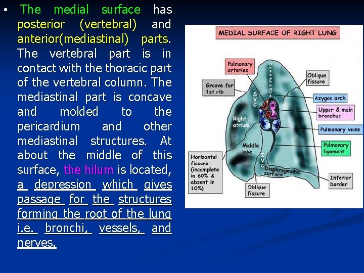  • The medial surface has posterior (vertebral) and anterior(mediastinal) parts. The vertebral part