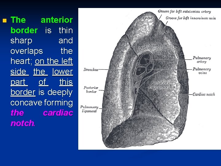 n The anterior border is thin sharp and overlaps the heart; on the left