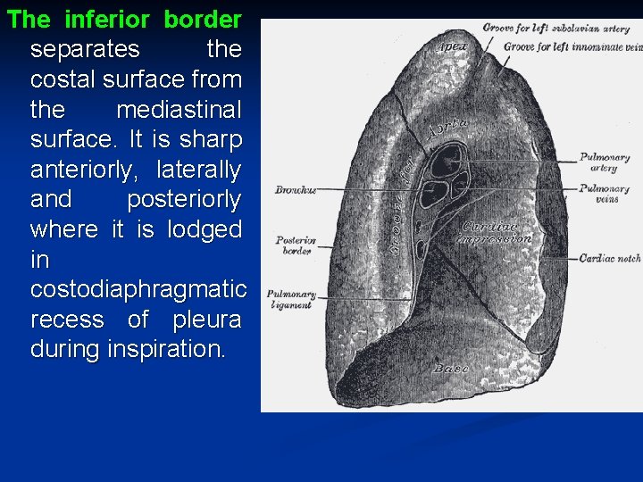The inferior border separates the costal surface from the mediastinal surface. It is sharp