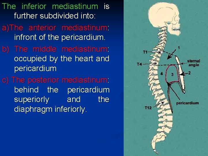 The inferior mediastinum is further subdivided into: a)The anterior mediastinum: infront of the pericardium.
