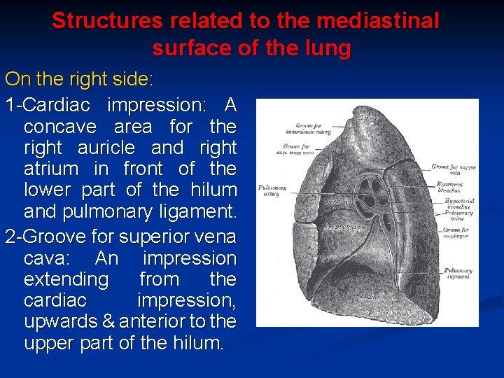 Structures related to the mediastinal surface of the lung On the right side: 1