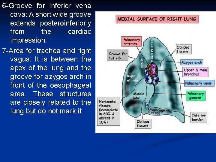 6 -Groove for inferior vena cava: A short wide groove extends posteroinferiorly from the