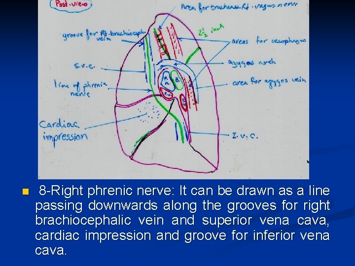 n 8 -Right phrenic nerve: It can be drawn as a line passing downwards
