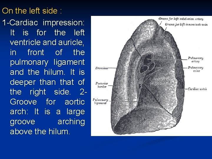 On the left side : 1 -Cardiac impression: It is for the left ventricle