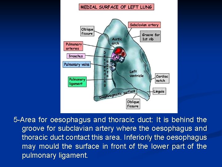 5 -Area for oesophagus and thoracic duct: It is behind the groove for subclavian