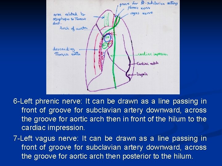 6 -Left phrenic nerve: It can be drawn as a line passing in front