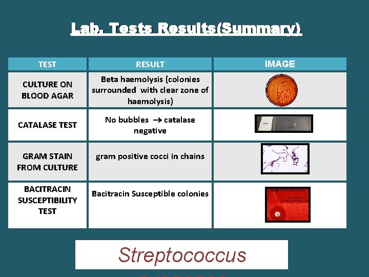 Lab. Tests Results(Summary) TEST RESULT CULTURE ON BLOOD AGAR Beta haemolysis (colonies surrounded with