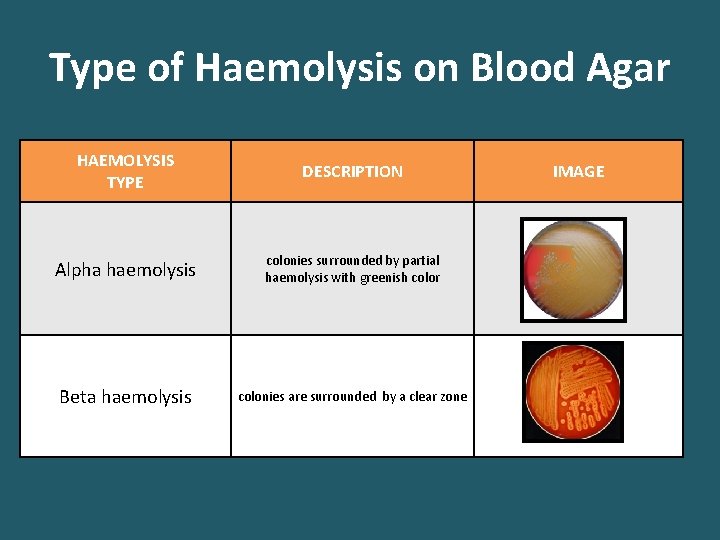 Type of Haemolysis on Blood Agar HAEMOLYSIS TYPE DESCRIPTION Alpha haemolysis colonies surrounded by