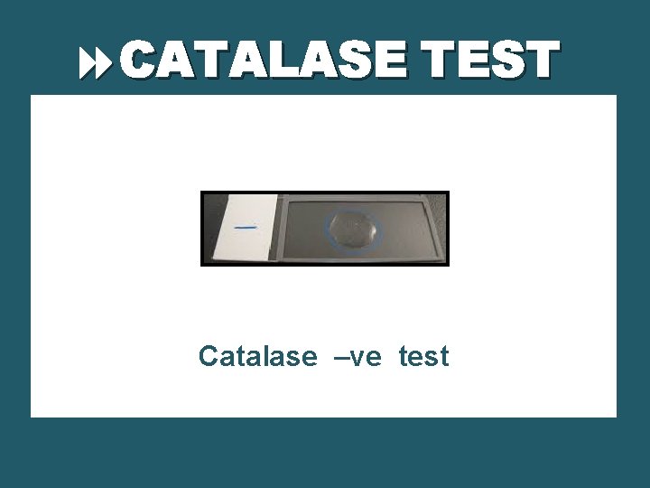  CATALASE TEST Catalase –ve test 