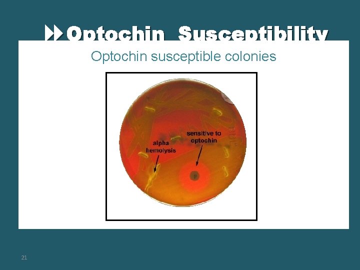  Optochin Susceptibility Optochin susceptible colonies B 21 