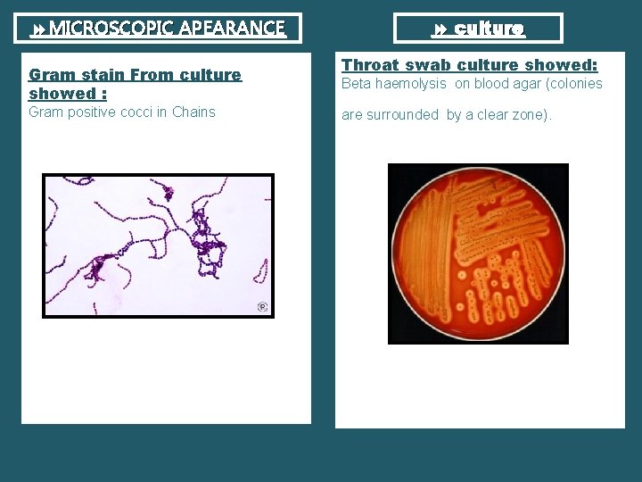  MICROSCOPIC APEARANCE Gram stain From culture showed : Gram positive cocci in Chains
