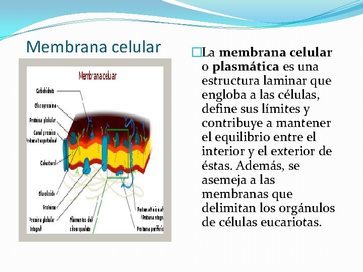 Membrana celular �La membrana celular o plasmática es una estructura laminar que engloba a